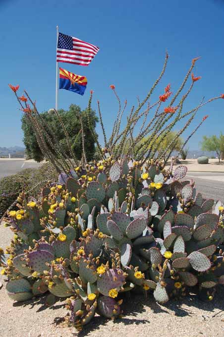 prickly pear in bloom